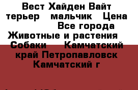 Вест Хайден Вайт терьер - мальчик › Цена ­ 35 000 - Все города Животные и растения » Собаки   . Камчатский край,Петропавловск-Камчатский г.